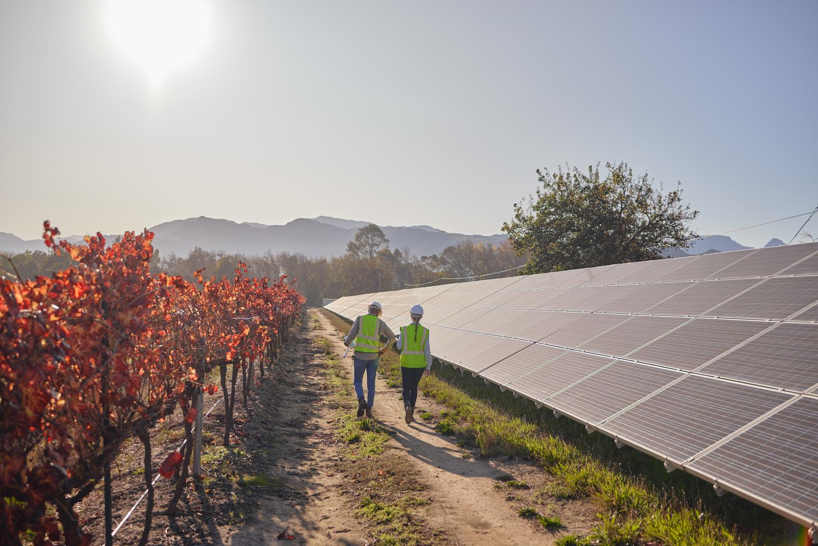 Engineers walking through solar farm on a farm